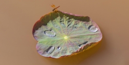 <SHAPE>